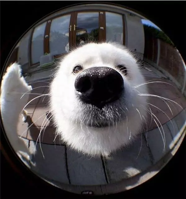 Nose Closeup