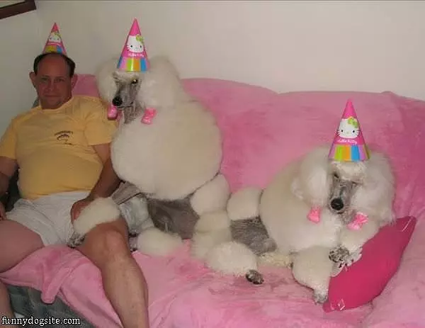 Happy Birthday Dogs