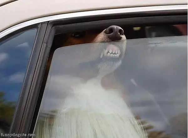 Sniff Sniff