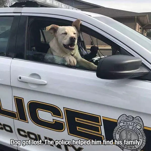 My Dog Got Lost
