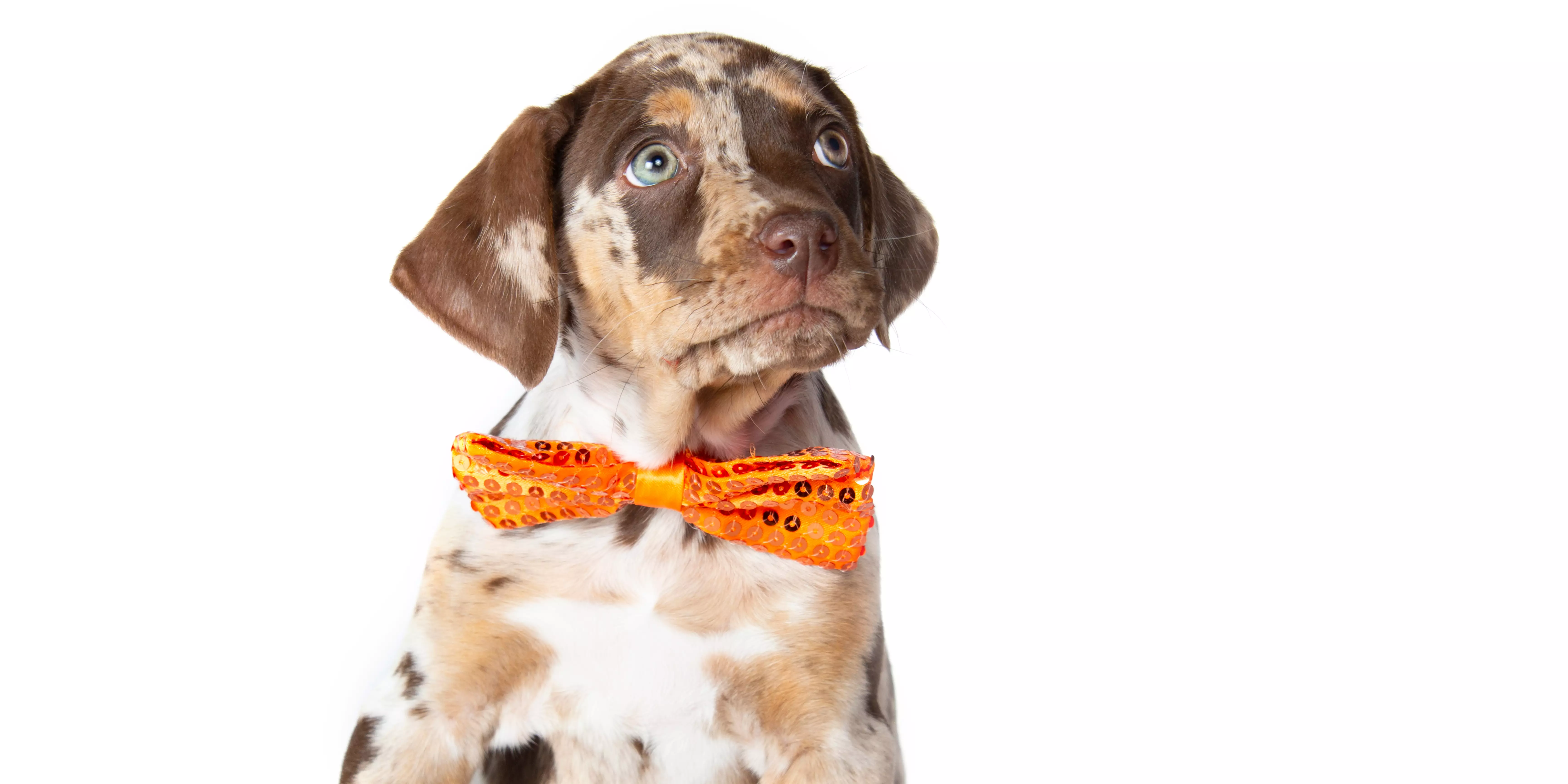 American Leopard Hound