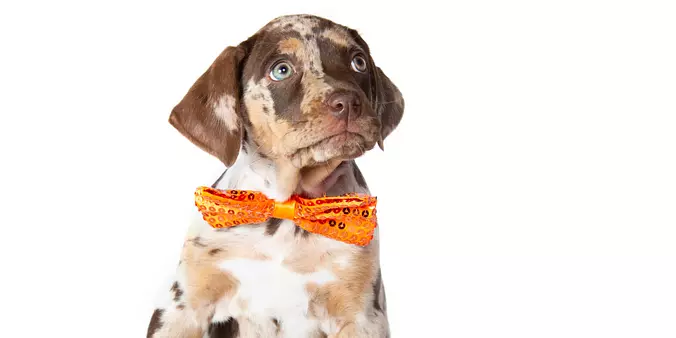 American Leopard Hound Puppy