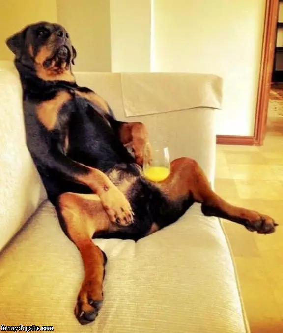 Dog Lounging Around
