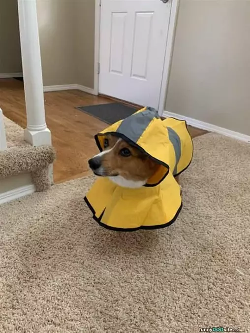 Nice Raincoat