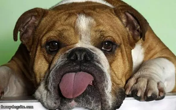 Tongue Out