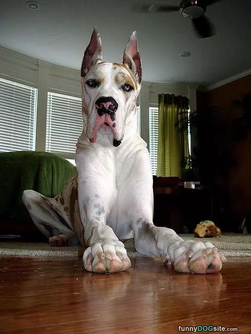 Epic Huge Dog