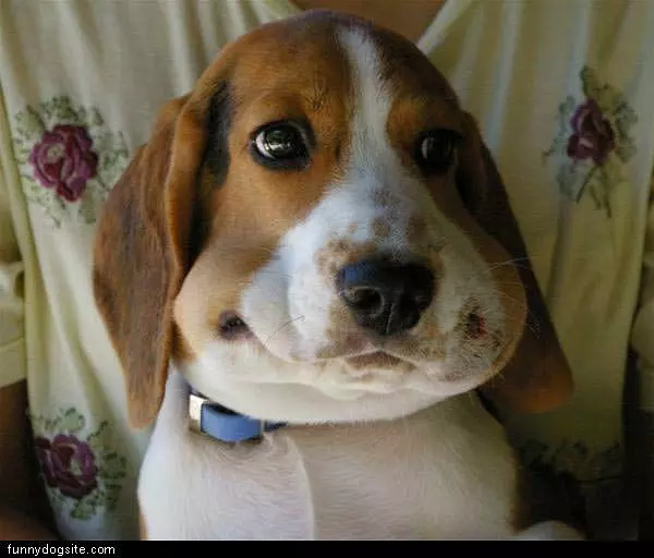 Squooshy Face