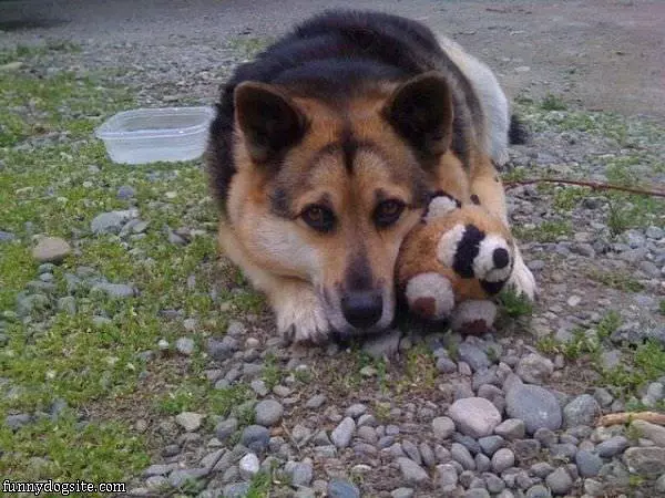 My Teddy Bear