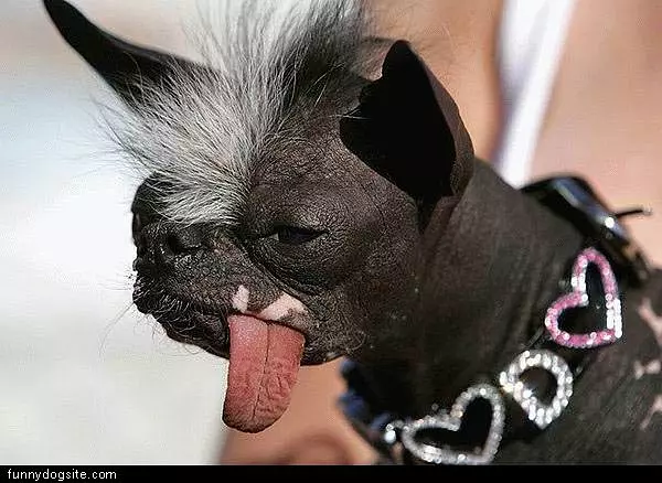 Badass Dog