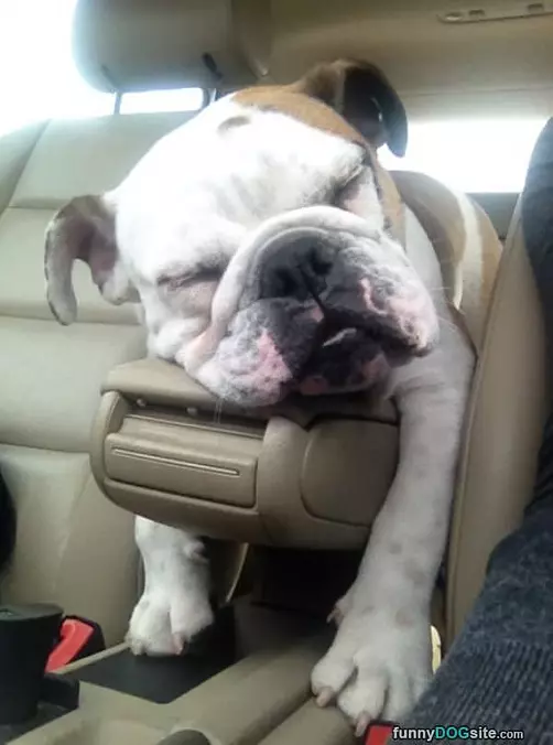Love My Lazy Car Rides