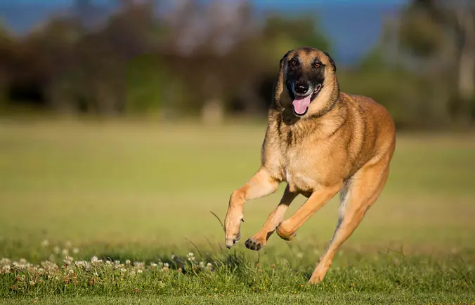 Belgian Malinois running