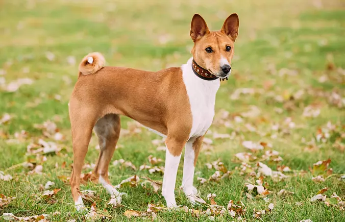 brown and white Basenji