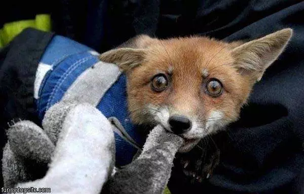 Nom