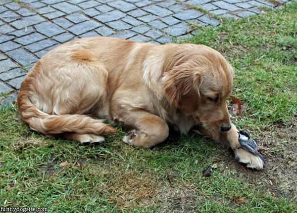Bird Dog