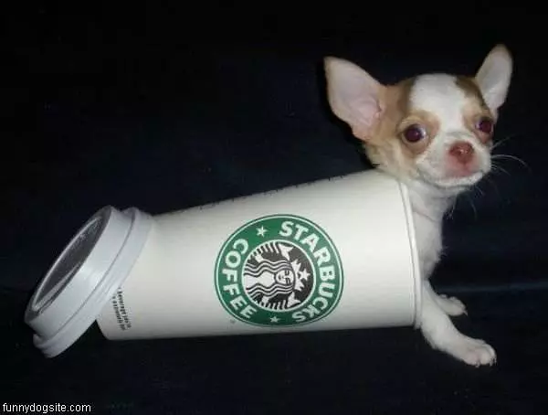 Starbucks Dog