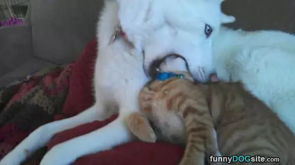 Kisses