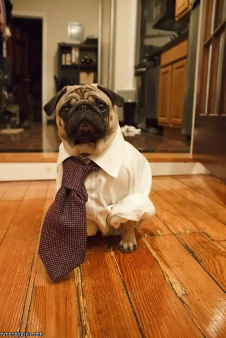 All Dressed Up