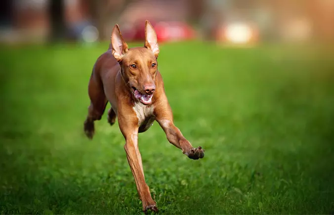 Pharaoh Hound running