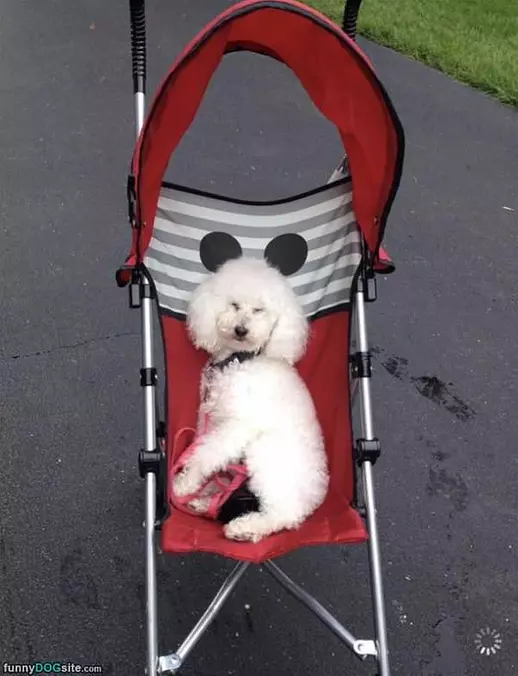 In My Stroller