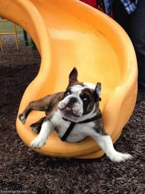 Do Not Like Slides