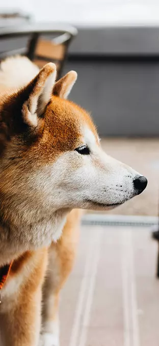 Akita Inu