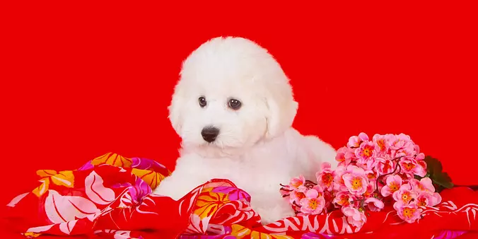Bichon Frise Puppy