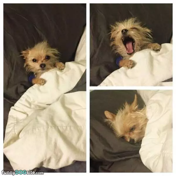 Allll Tucked In