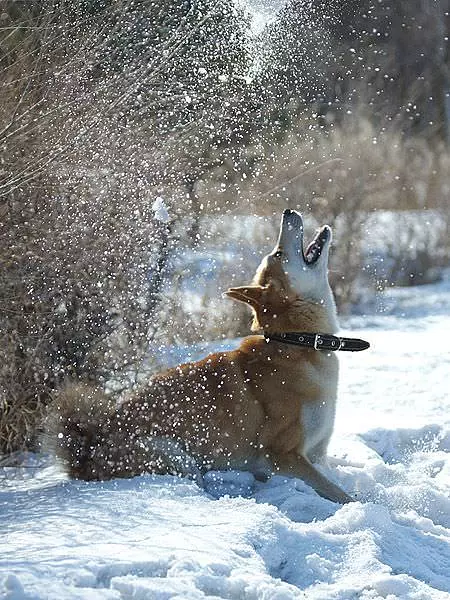 Dog In Snow