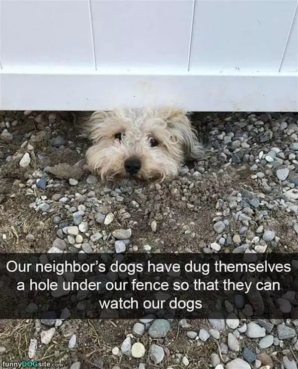 Neighbors Dog