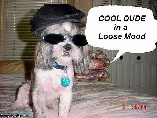 Cool Dude