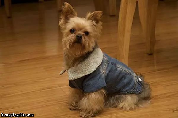 My Jean Jacket