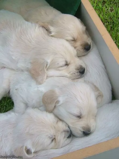 Cute Sleeping Puppies
