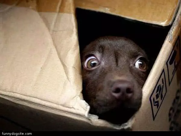 Boxed Dog