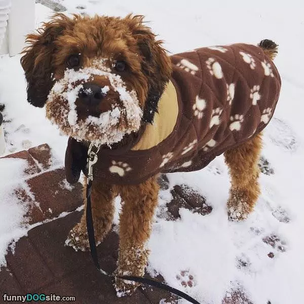The Snow Is Fun