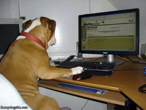 The Interwebs