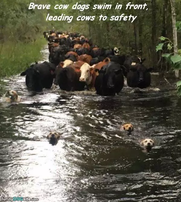 Awesome Cow Dogs