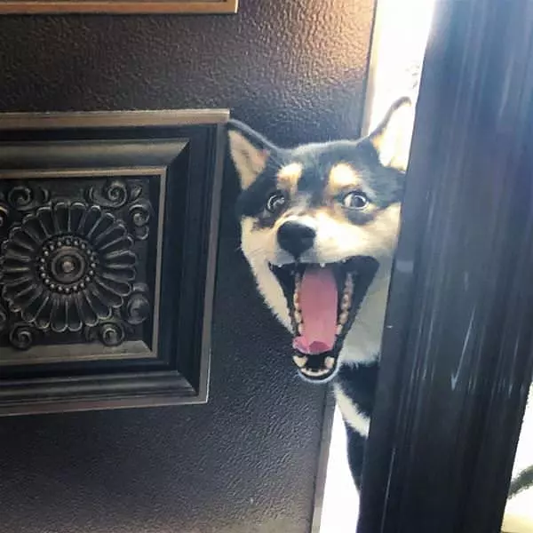 Ready For A Walk