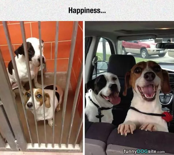 Happiness