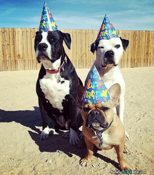 Yay Happy Birthday