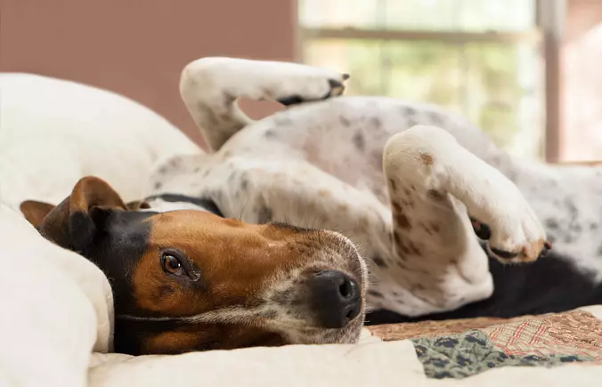 Vizsla relaxed