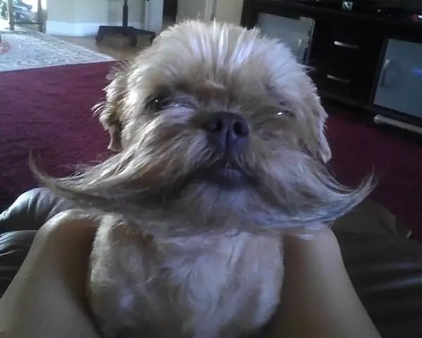 My Hipster Mustache