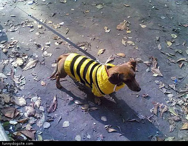 Bumble Bee Sweater