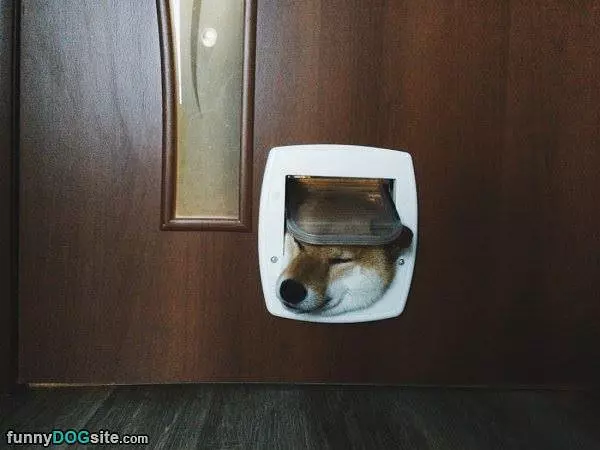 Rarrr Let Me In