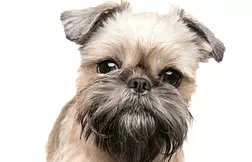 Brussels Griffon
