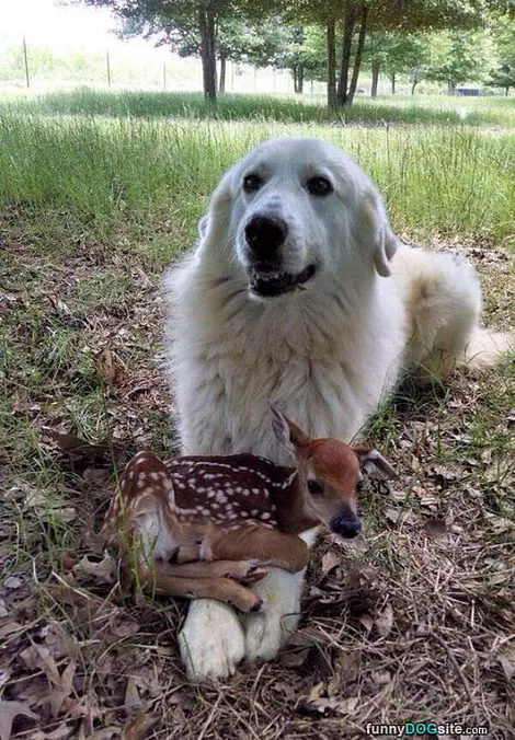 Cute Little Friends