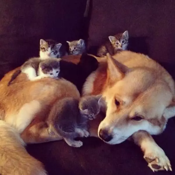 We Love This Dog