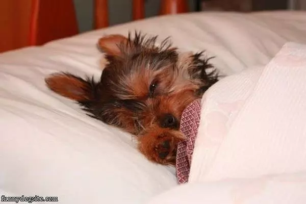Sleeping In