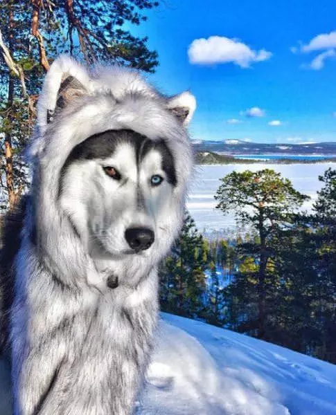 A Cool Dog