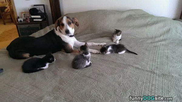 Kitten Inspection