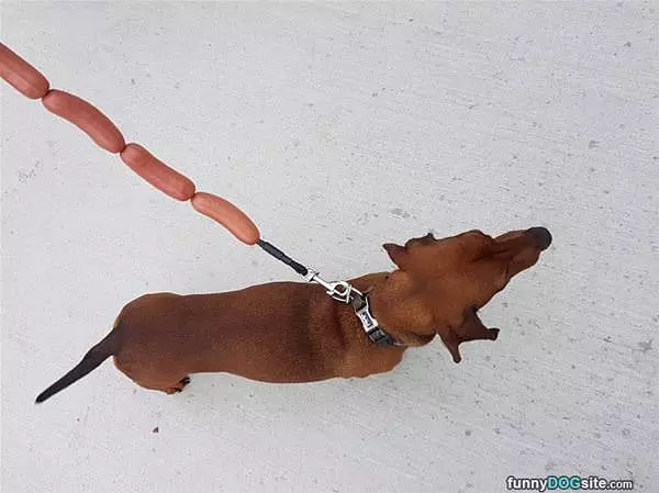 Hot Dog Hot Dog